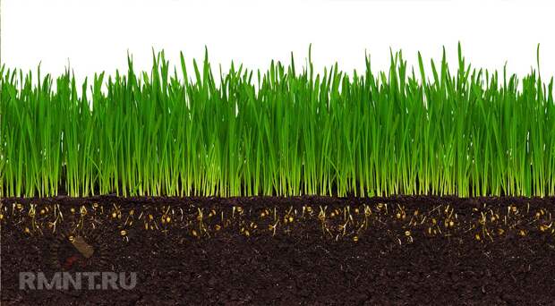Органическое земледелие: хватит разрушать почву перекапыванием и прополкой