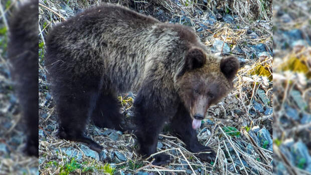 В Алтайском заповеднике сфотографировали первых проснувшихся медведей