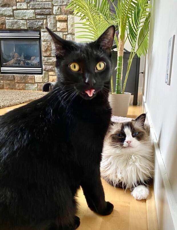 Bigpicture.ru забавных фото с животными, которые гарантированно поднимут вам настроение