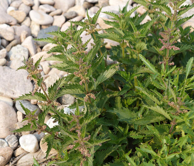 Крапива пикульниколистная (лат. Urtica galeopsifolia)
