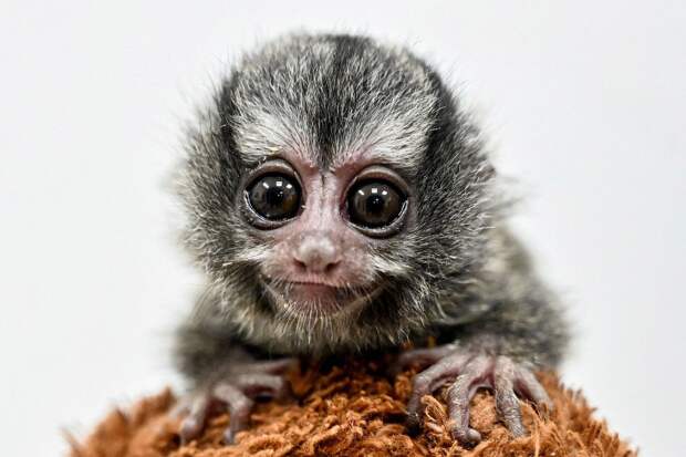 Животные в фотографиях