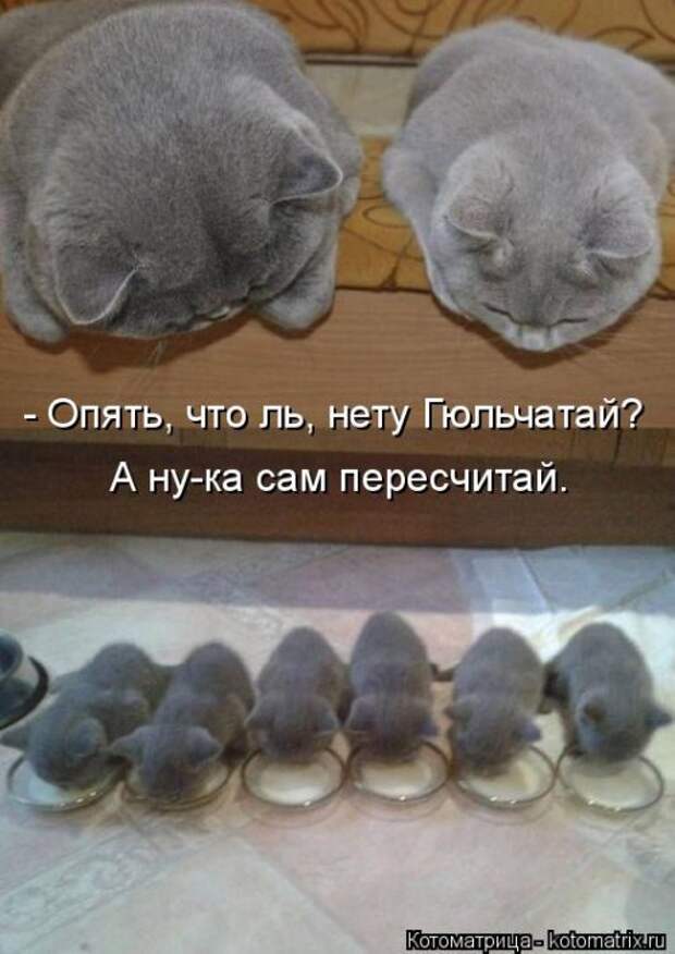 Свежая котоматрица для всех (20 шт)