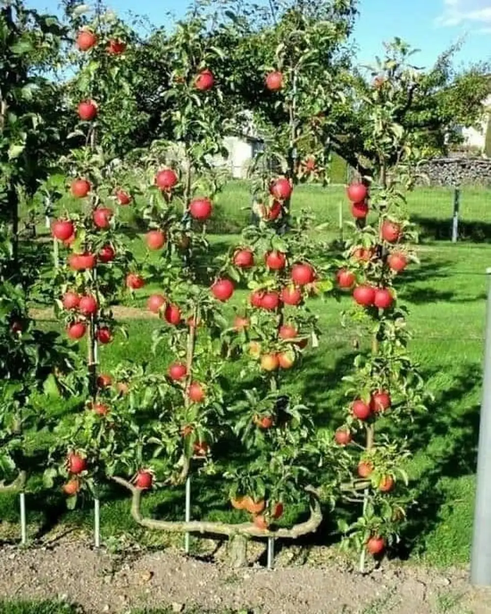 Пальметта яблоня
