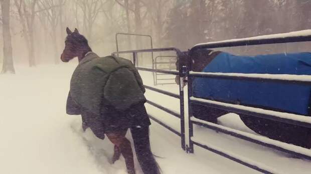 Резкие похолодания и снегопады в Северной Америке застали врасплох даже лошадей! видео, животные, забавно, лошади, реакция, смешное, снег, юмор