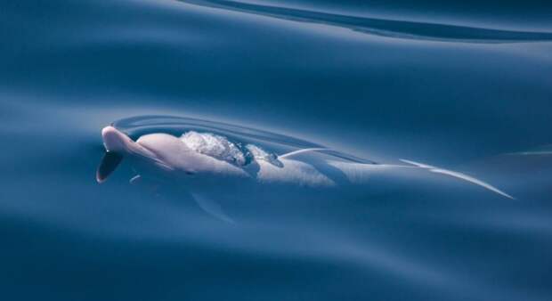В Черном море ученые встретили редкого дельфина