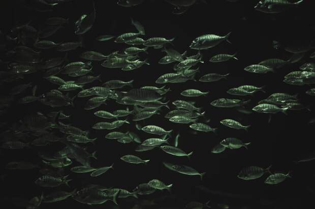 Глубоководные рыбы стали самой разнообразной группой позвоночных животных благодаря половому паразитизму и переходу к развитию в толще воды