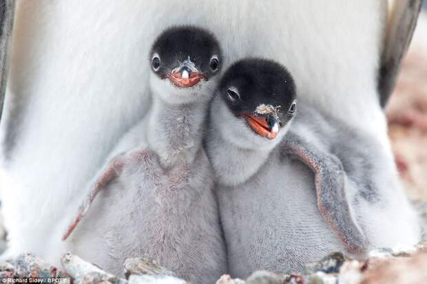 Adorable: This shot of two Gentoo penguin chicks was taken by Richard Sidey, from New Zealand, in Antarctica