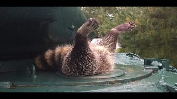 A fat raccoon is stuck upside down in a tank hatch