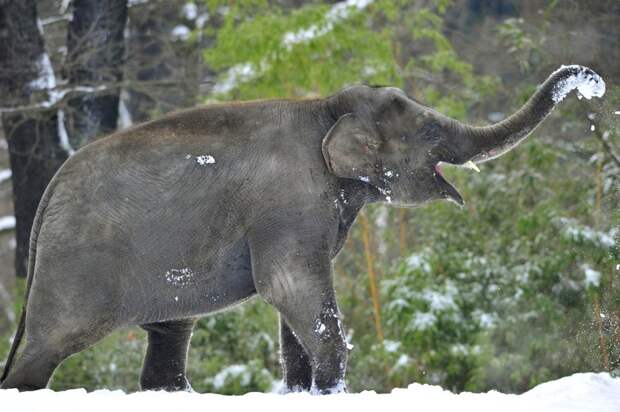 Слонёнок играет в снегу в зоопарке Германии. Для Германии снег, конечно, не аномалия, но видеть барахтающегося в нём слона — это интересно зима, мир, снег, юмор