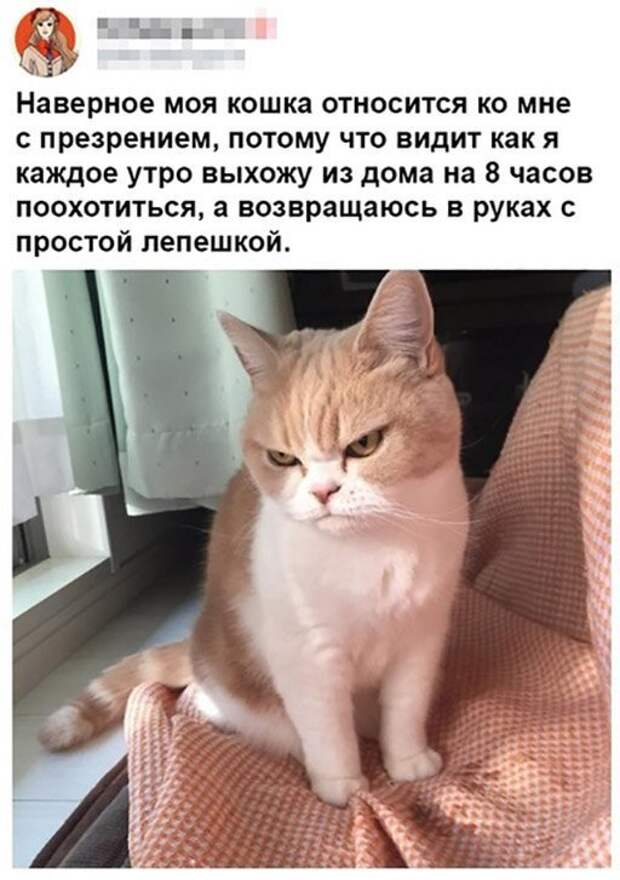 Наши котики