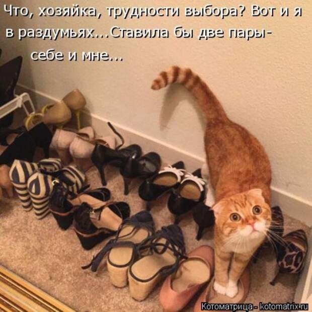 Свежая котоматрица на Бугаге (37 фото)