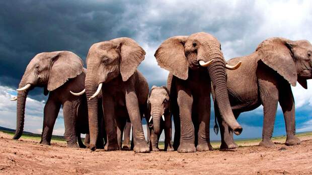 Слон - самое опасное животное в мире