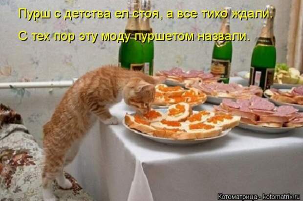 Лучшие котоматрицы недели (50 фото)