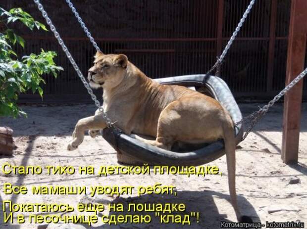 Новая котоматрица на Бугаге (35 фото)