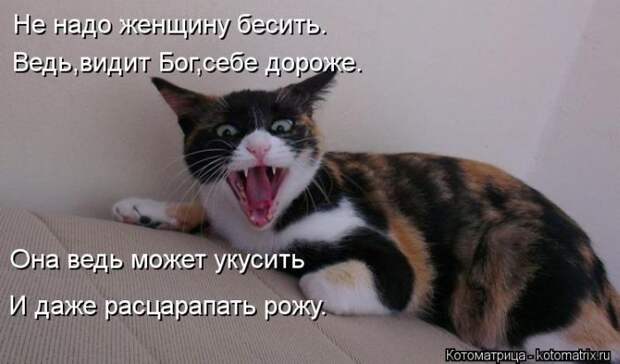 Лучшие котоматрицы недели Лучшие котоматрицы недели