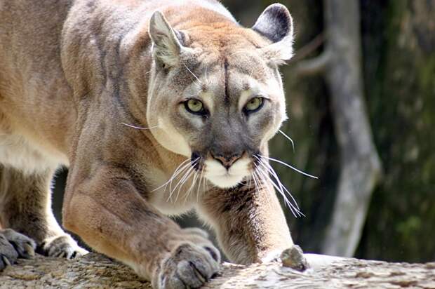 Orange County Homeowner Spots Mountain Lion Living Its Best Life