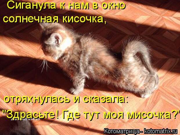 Сиганула к нам в окно  солнечная кисочка, отряхнулась и сказала: 