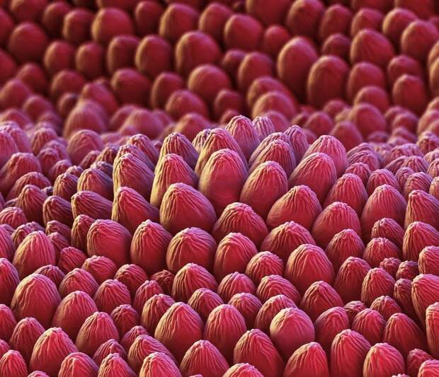 цветы под микроскопом