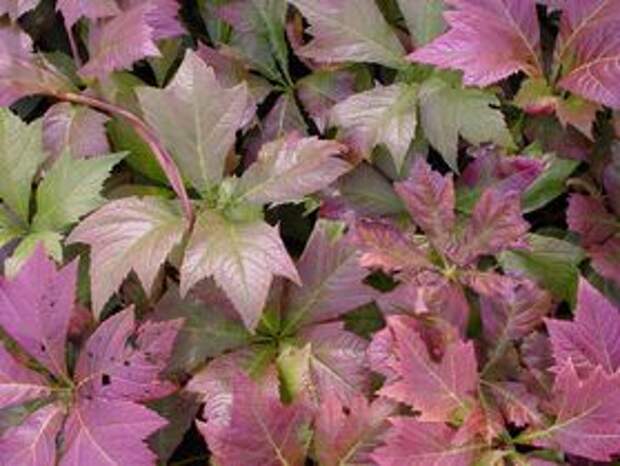 ФОТО Роджерсия подофилолистная сорт Ротлауб