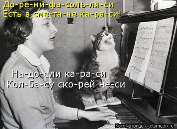 Лучшая котоматрица недели