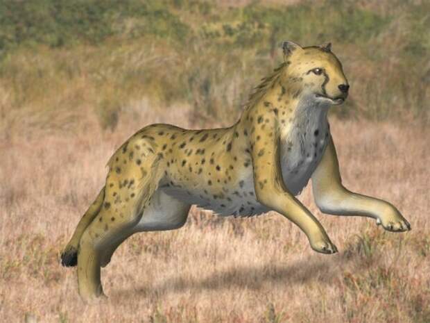 Больше похоже на резиновую женщину для самцов гепарда, но 12 миллионов лет назад с фотографиями было туго.