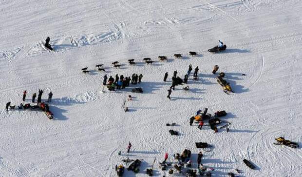 Гонка на собачьих упряжках Iditarod 2013