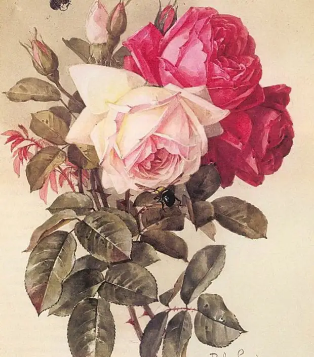 Paul de longpre (1855-1911)  .