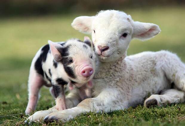 MiniaturePigs14 MiniaturePigs14 Миниатюрные поросята, которых вы просто обязаны увидеть