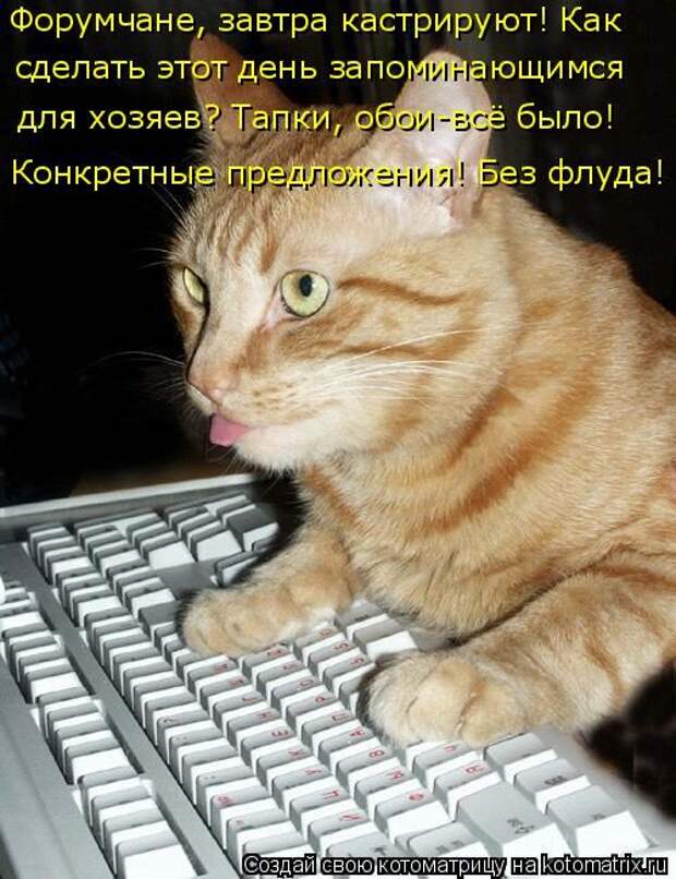 Лучшие котоматрицы недели (50 фото)