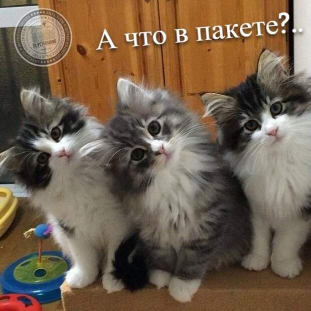 А что в пакете?