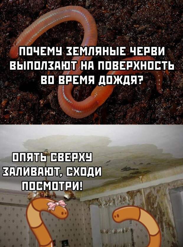 Дождевые черви. Дождевые черви.