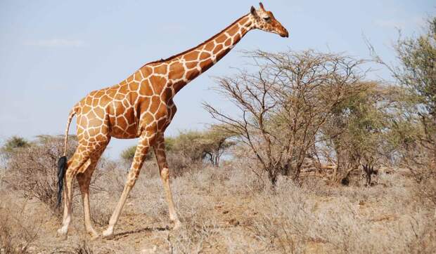 Рост жирафа достигает 6 метров