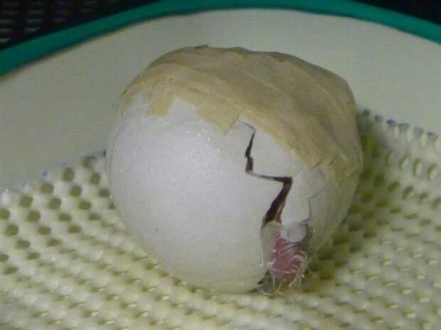 Ремонт яйца редкого попугая (8 фото)