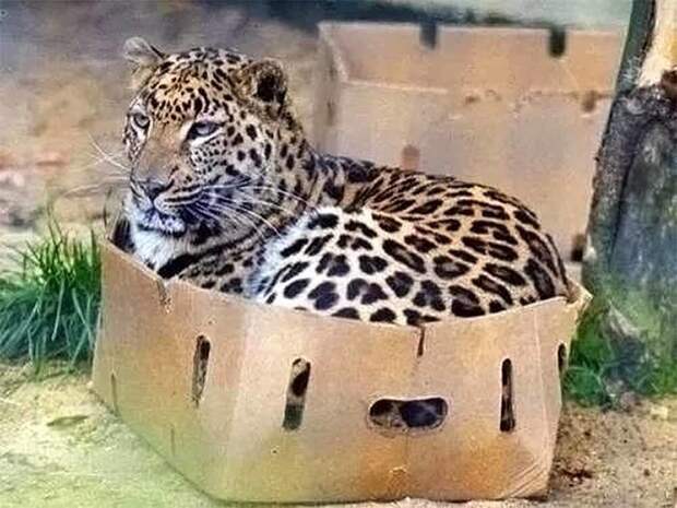 Начнём с того, что все кошки любят коробки Начнём с того, что все кошки любят коробки дикие кошки, кошки, прикол, юмор