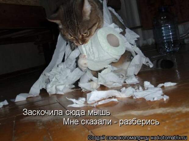 Лучшая котоматрица недели