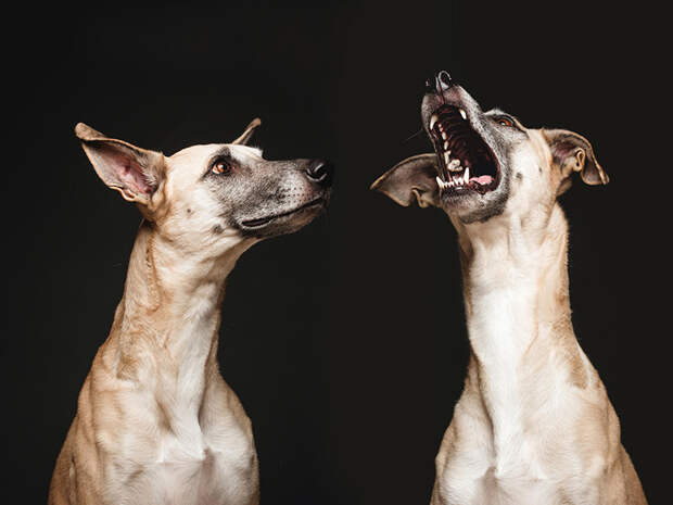Очень позитивные фотографии собак от Elke Vogelsang