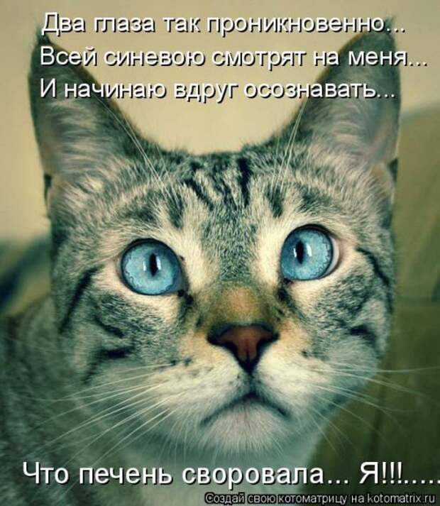 Новая котоматрица (44 шт)