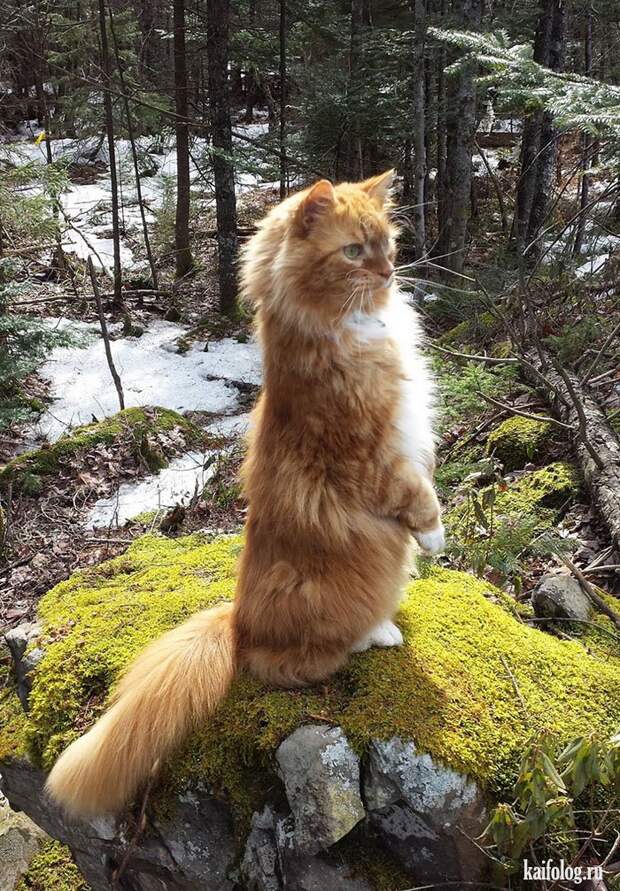 Смешные котики (55 фото)