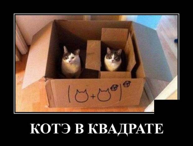 Демотиватор про кота