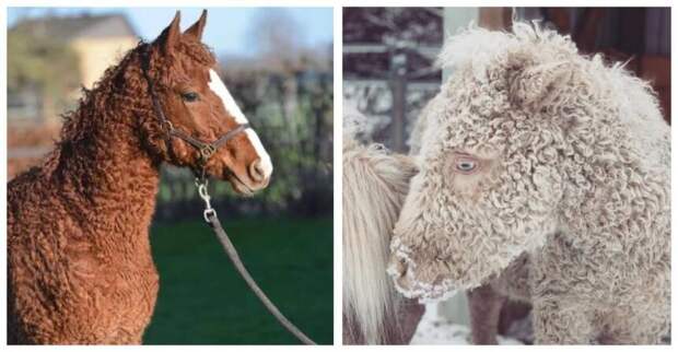 12 необычных пород фермерских животных, с которыми в селе у бабушки было бы еще интереснее