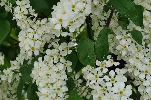 Жителей Новосибирска об опасности цветущей черемухи предупредил биолог Яновский