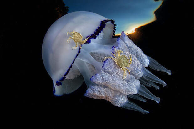 Пара крабов, прицепившихся к медузе Rhizostoma pulmo. Автор: Паскаль Вассалло (Pasquale Vassallo Underwater Photographer of the Year, животные, под водой, фото