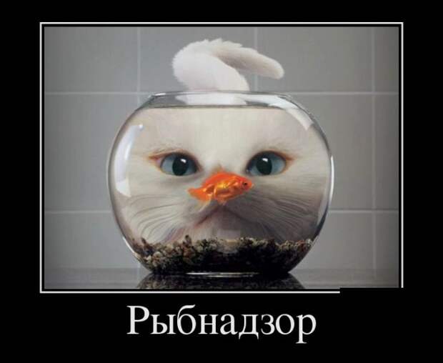 Демотиваторы (30 фото)