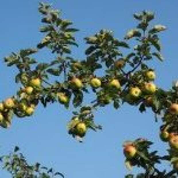 Фруктовый сад