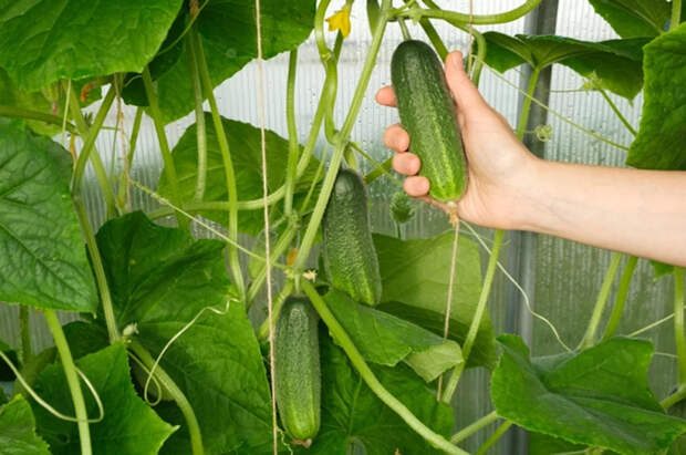 Почему огурцы горчат и как вернуть им вкус