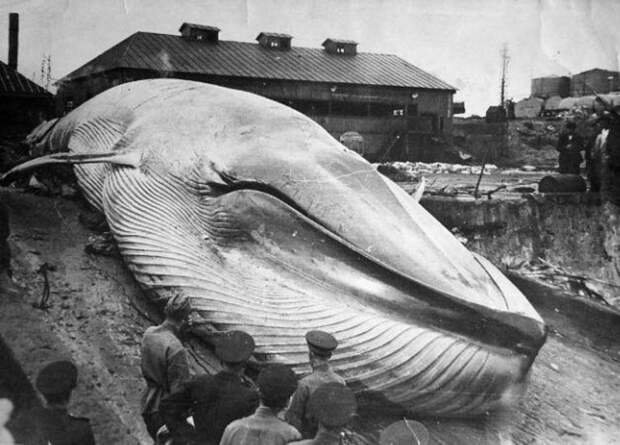 Цунами 1952 года: трагедия Северо-Курильска, о которой не принято говорить