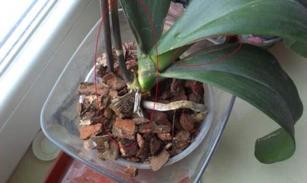 Можно ли сохранить листья орхидеи