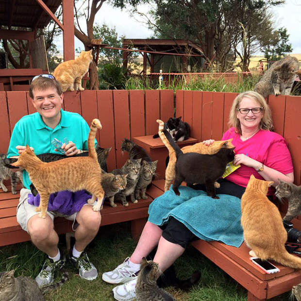 Почему люди со всего света едут потискать этих 500 котиков в приюте на Гаваях гаваи, кошки, приют для кошек