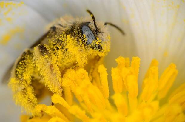 Пчела в пыльце макросъёмка, насекомые, фотограф