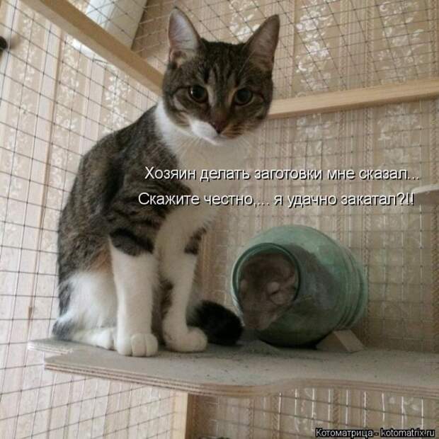 Лучшие котоматрицы недели (50 фото)